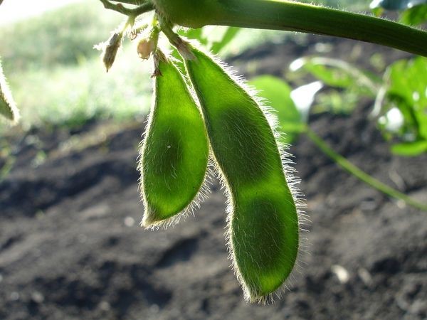 Science Supports Soy for a Healthy Diet