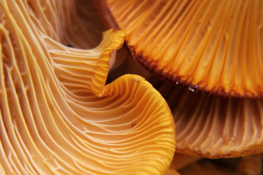 The Science of Umami Inspires Global Conversations Industry-Wide