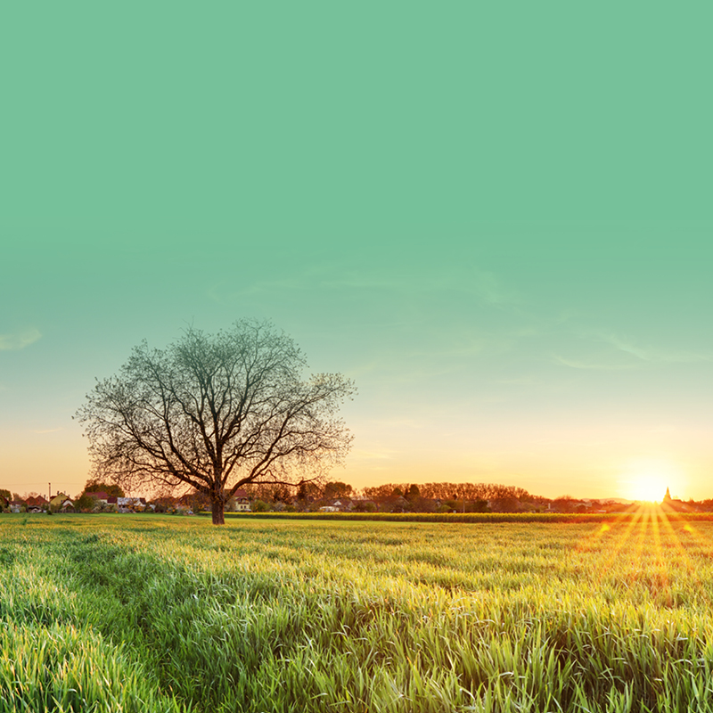 On-Demand Webinar – The Journey of Plant-based Innovation; Future Opportunities & Challenges