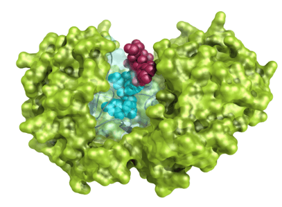 The Significance of Enzymes in a Sustainable Food System