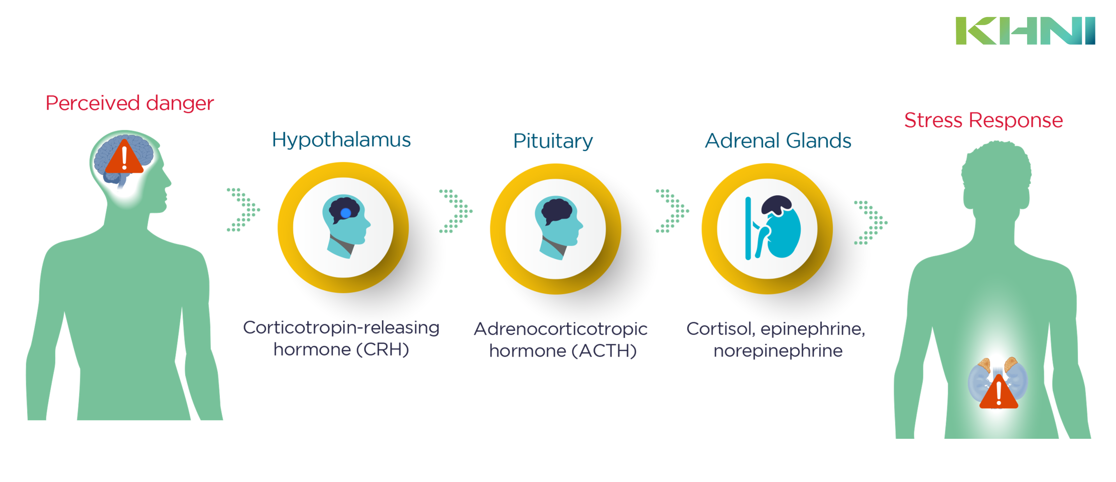 Cognitive Health Impacted by Stress Hormone Cascade