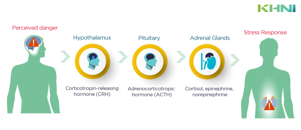 Cognitive Health Impacted by Stress Hormone Cascade