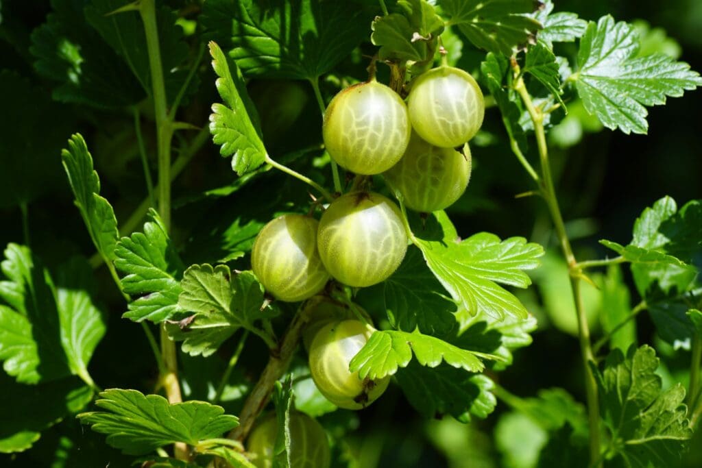 Amla, the Indian Gooseberry