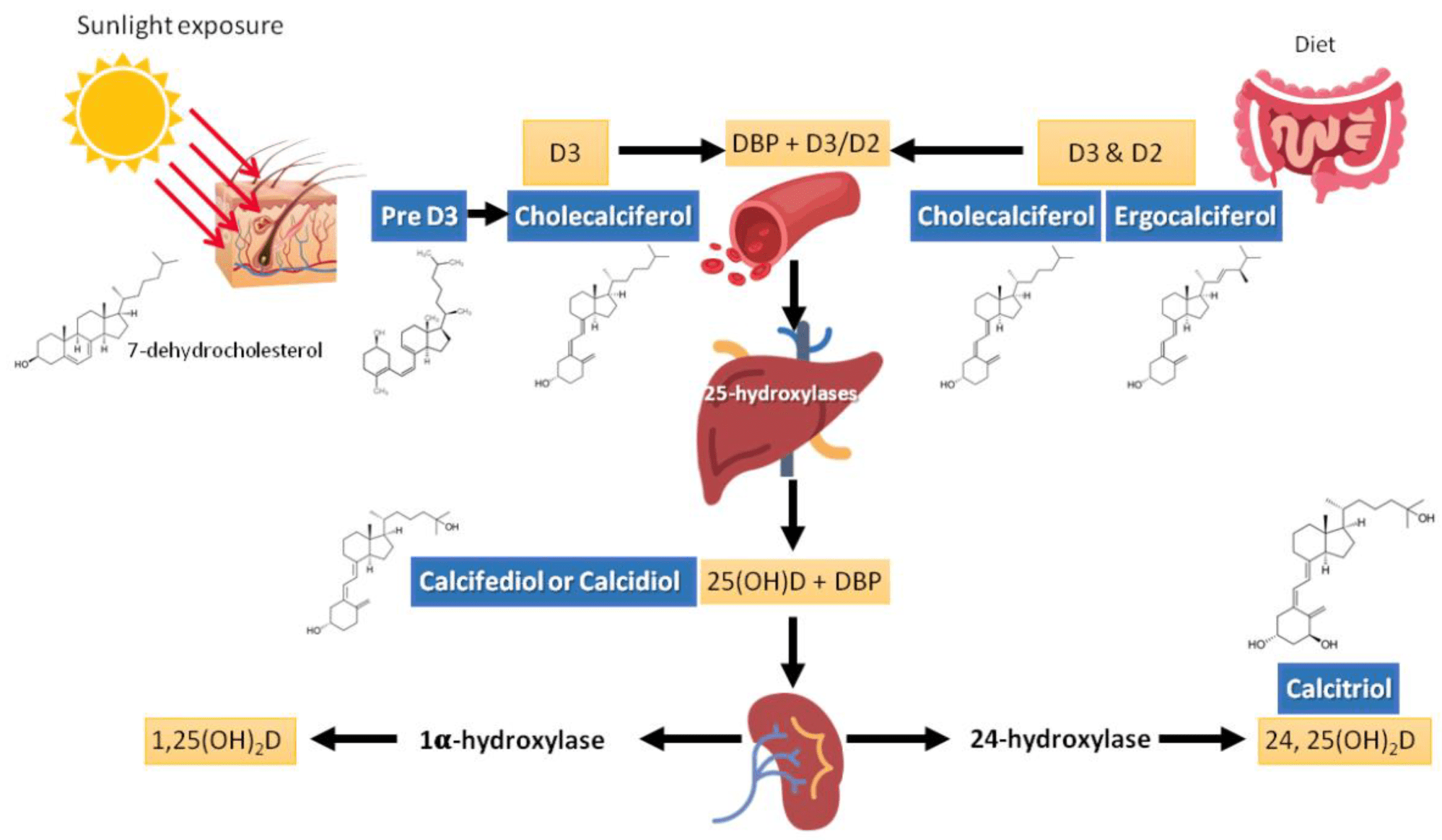 Vitamin D Metabolism